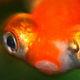 Lippy the goldfish (Image: Benson Kua/Flickr)